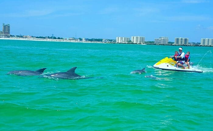 jet ski dolphin tour