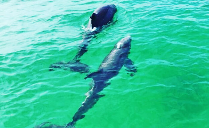 Featured image of dolphins swimming in the ocean