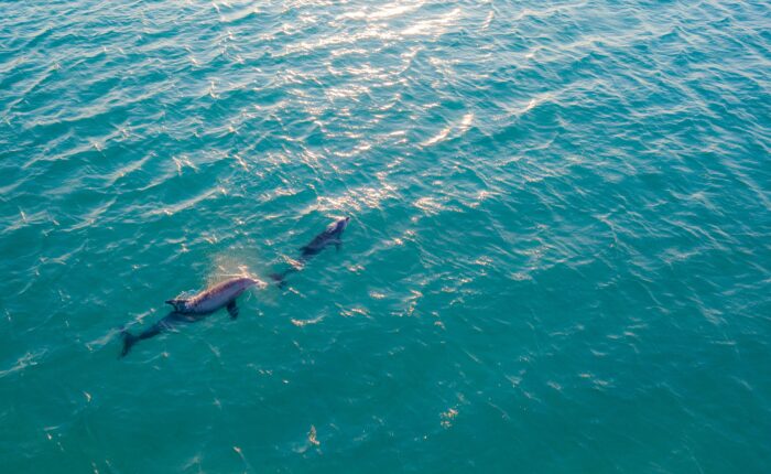 a dolphin viewed from above